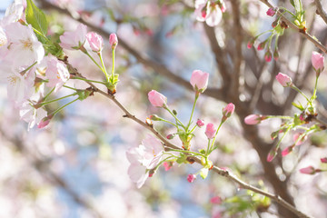 ピンクの桜のつぼみ