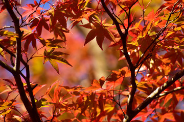 朝日が当たるモミジ