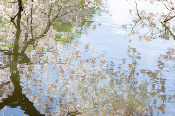 水面映る桜の花