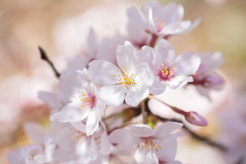 木漏れ日に咲く桜の花
