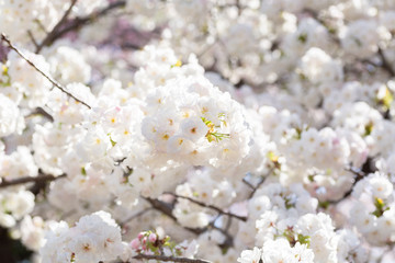豪華な桜の花