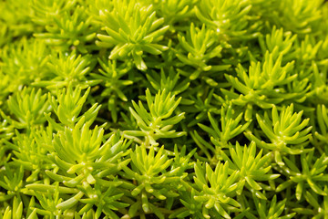 beautiful background of green plant