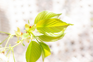木漏れ日に輝く桜の若葉