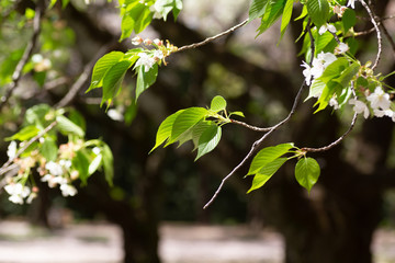 桜の葉