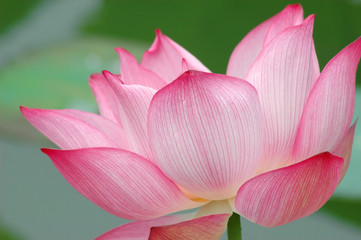 blooming lotus flower in summer pond with green leaves as background