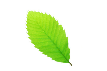 green leaves with leaf vein texture isolated on white background