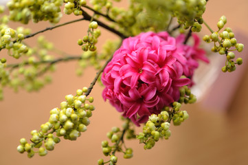 ヒヤシンス　生け花　切り花　切花