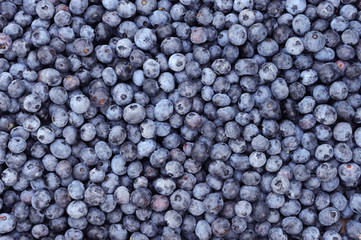 fresh picked blueberry with green leaves