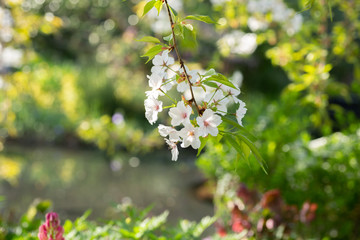 池に咲く桜の花