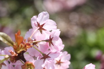 Fototapeta na wymiar 裏側から見た桜の花