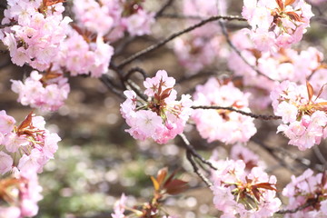 紫の桜の花