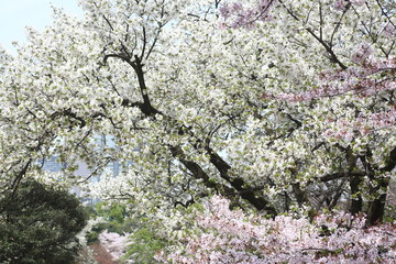 都会に咲く白とピンクの桜