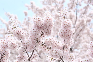 満開の桜