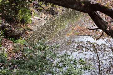 桜の花びらが浮かぶ池 