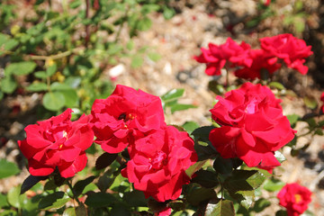 Fototapeta na wymiar Red roses on the bush