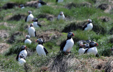 Fototapeta na wymiar Atlantic Puffins Resting on Rocks in the Middle of the Day