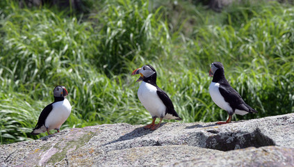 Atlantic Puffins Resting on Rocks in the Middle of the Day