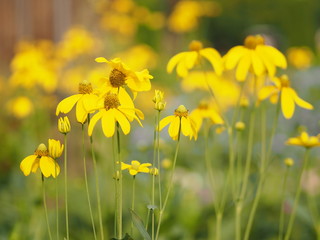 yellow flower beautiful blakground nature