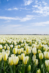 The tulip fields on a beautiful sunny Spring afternoon. Holland/ Netherlands