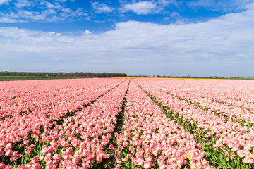 The tulip fields on a beautiful sunny Spring afternoon. Holland/ Netherlands