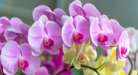 Fototapeta na wymiar Phalaenopsis orchids flowers bloom in spring adorn the beauty of nature. 