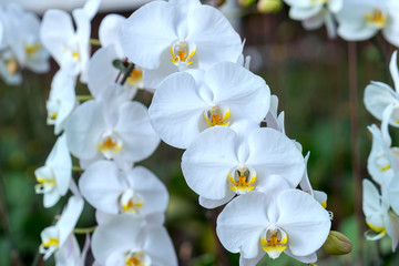 Fototapeta na wymiar Phalaenopsis orchids flowers bloom in spring adorn the beauty of nature. 