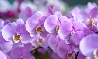 Naklejka na ściany i meble Phalaenopsis orchids flowers bloom in spring adorn the beauty of nature. 