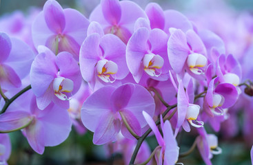 Naklejka na ściany i meble Phalaenopsis orchids flowers bloom in spring adorn the beauty of nature. 