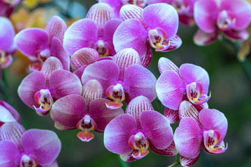 Phalaenopsis orchids flowers bloom in spring adorn the beauty of nature. 