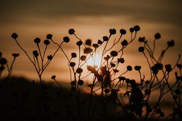 Background with weeds and magic of light at twilight in the autumn, colorful picture use for design...