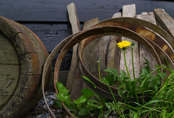 The old cask ale barrels and flower against the wall of old Dutch brewery.