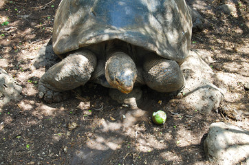 Obraz premium Giant Tortoise - Galapagos - Ecuador