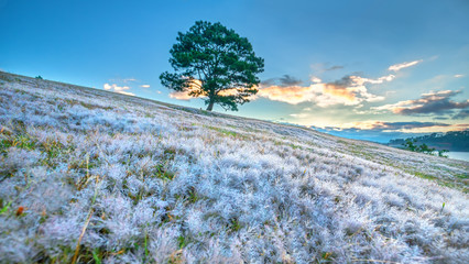 Magical snow grass hill and pine tree dawn when the sun is not up, grass is covered with a mist...