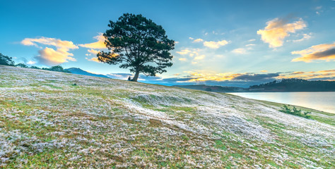 Magical snow grass hill and pine tree dawn when the sun is not up, grass is covered with a mist like white snow after a long night. This species appears only when winter changes in Da Lat, Vietnam