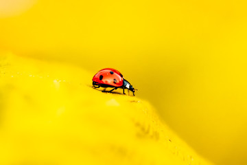 Ladybug