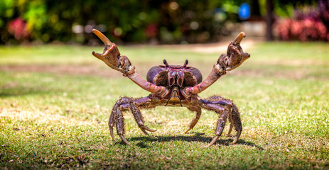 Fijian mud crab on the grass with its claws open. The crab is menacing.