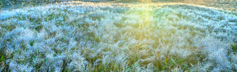 Close up pink grass in the morning when the dew on the grass seeds to create the snow sparkling in the sun is beautiful