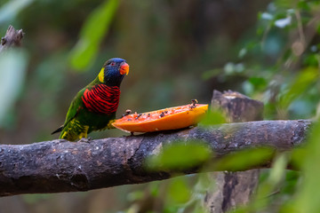 Rainbow Lorikeet feed on fresh papaya on a feeding perch in a zoo
