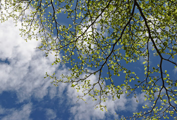 Tree branch ,leaves with blue sky and cloud