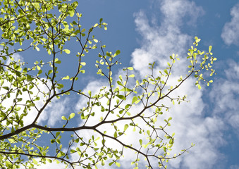 Tree branch ,leaves with blue sky and cloud in summer