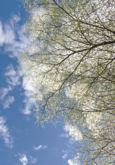 tree and blue sky with cloud