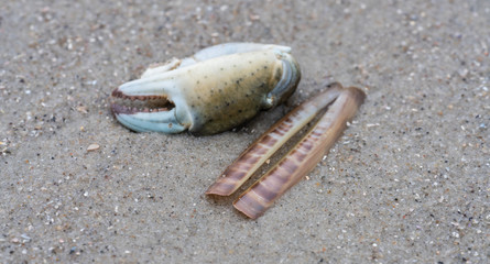 Krabbenschere und Scheidenmuschel am Strand