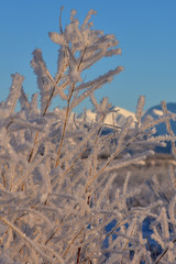 Frosty winter tree