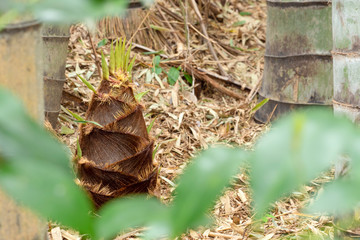 タケノコ 竹林