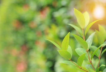 Fototapeta na wymiar Young tree leaf on blurred background in the summer garden.