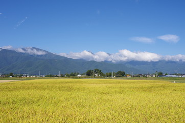 Fototapeta premium 田園