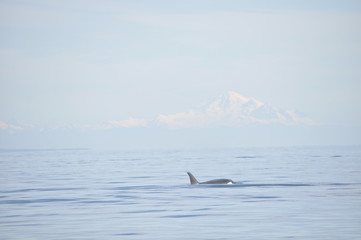 Obraz premium Pacific Northwest scenery