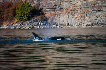 Whale watching