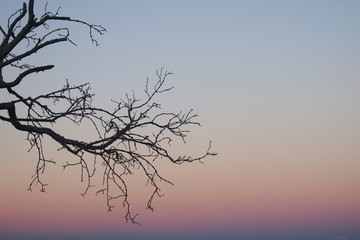tree at sunset