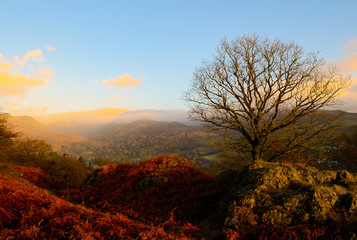 Solitary tree on top of hill during sunrise in Ambleside, Lake District, England.